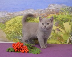 Francesca-BRIc-кошка