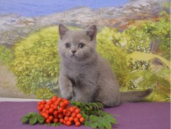 Francesca-BRIc-кошка