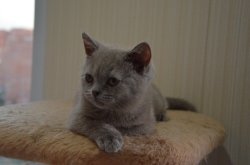Francesca-BRIc-кошка