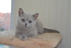 Francesca-BRIc-кошка
