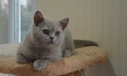Francesca-BRIc-кошка