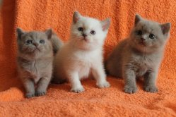 kitten