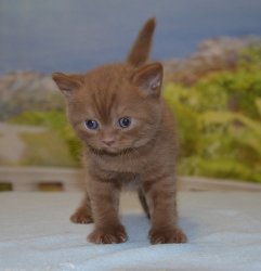 Lauren's, кошка, циннамон