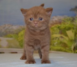 Lauren's, кошка, циннамон