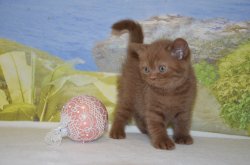 Lauren's, кошка. циннамон