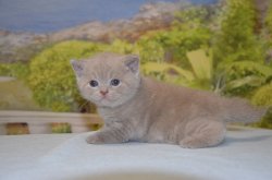 Libertina, кошка, лиловая
