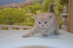 Libertina, кошка, лиловая