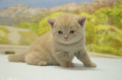 Libertina, кошка, лиловая