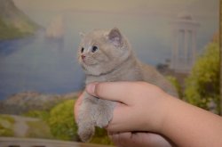 Libertina, кошка, лиловая