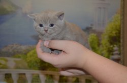 Libertina, кошка, лиловая