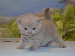 Libertina, кошка, лиловая