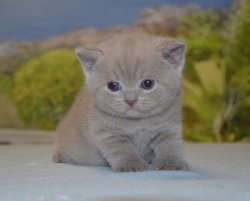 Libertina, кошка, лиловая