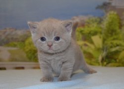 Libertina, кошка, лиловая
