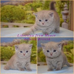 Libertina, кошка, лиловая