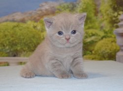 Libertina, кошка, лиловая