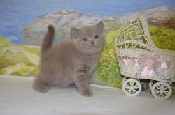 Libertina. кошка. лилак