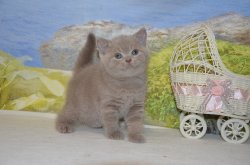 Libertina. кошка. лилак