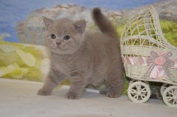 Libertina. кошка. лилак