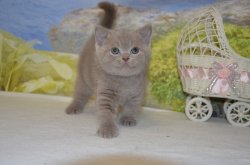 Libertina. кошка. лилак