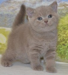 Libertina. кошка. лилак