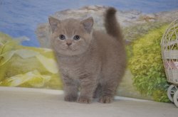 Libertina. кошка. лилак