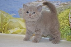 Libertina. кошка. лилак