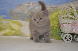 Libertina. кошка. лилак