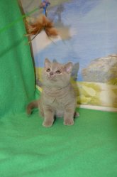 Libertina, кошка, лиловая