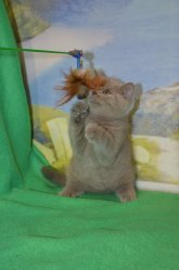 Libertina, кошка, лиловая