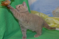 Libertina, кошка, лиловая