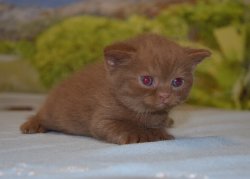 Lindor, котик, циннамон 