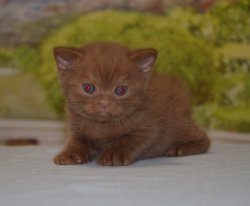 Lindor, котик, циннамон 