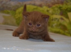 Lindor, котик, циннамон 