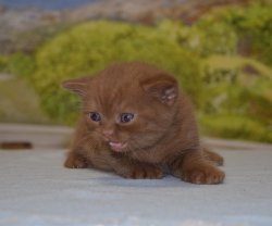 Lindor, котик, циннамон 