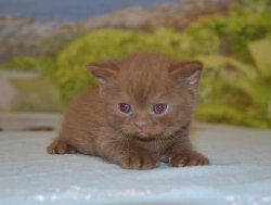 Lindor, котик, циннамон 