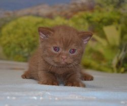 Lindor, котик, циннамон 