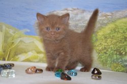 Lindor, котик, циннамон 
