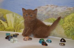 Lindor, котик, циннамон 