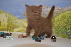 Lindor, котик, циннамон 