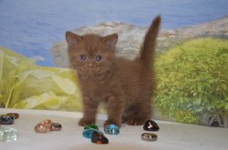 Lindor, котик, циннамон 