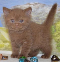 Lindor, котик, циннамон 