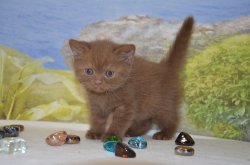 Lindor, котик, циннамон 
