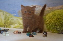 Lindor, котик, циннамон 