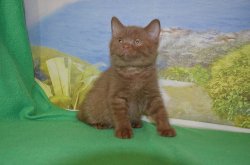 Lindor, кот, циннамон 