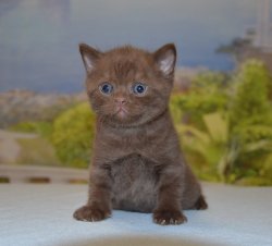 Lindt, котик, шоколад
