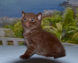 Lindt, котик, шоколад