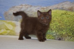 Lindt. котик. шоколадный