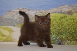 Lindt. котик. шоколадный