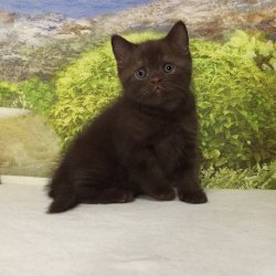 Lindt. котик. шоколадный