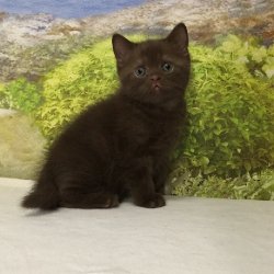 Lindt. котик. шоколадный
